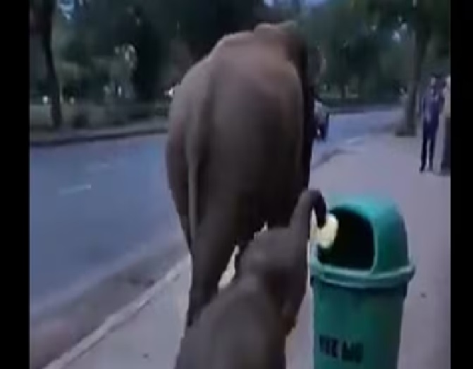 Viral Video: ರಸ್ತೆಯಲ್ಲಿ ಬಿದ್ದಿದ್ದ ಕಸವನ್ನೆತ್ತಿ ಡಸ್ಟ್‌ಬಿನ್‌ಗೆ ಹಾಕಿದ ಆನೆ ಮರಿ; ನಿಜವಾದ ಪ್ರಾಣಿ ಯಾರು ಎಂದು ಪ್ರಶ್ನಿಸಿದ ನೆಟ್ಟಿಗರು