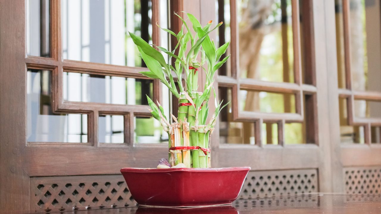 ಪ್ರತಿ ಮನೆಯಲ್ಲಿರಲಿ ಬಿದಿರಿನ ಗಿಡ