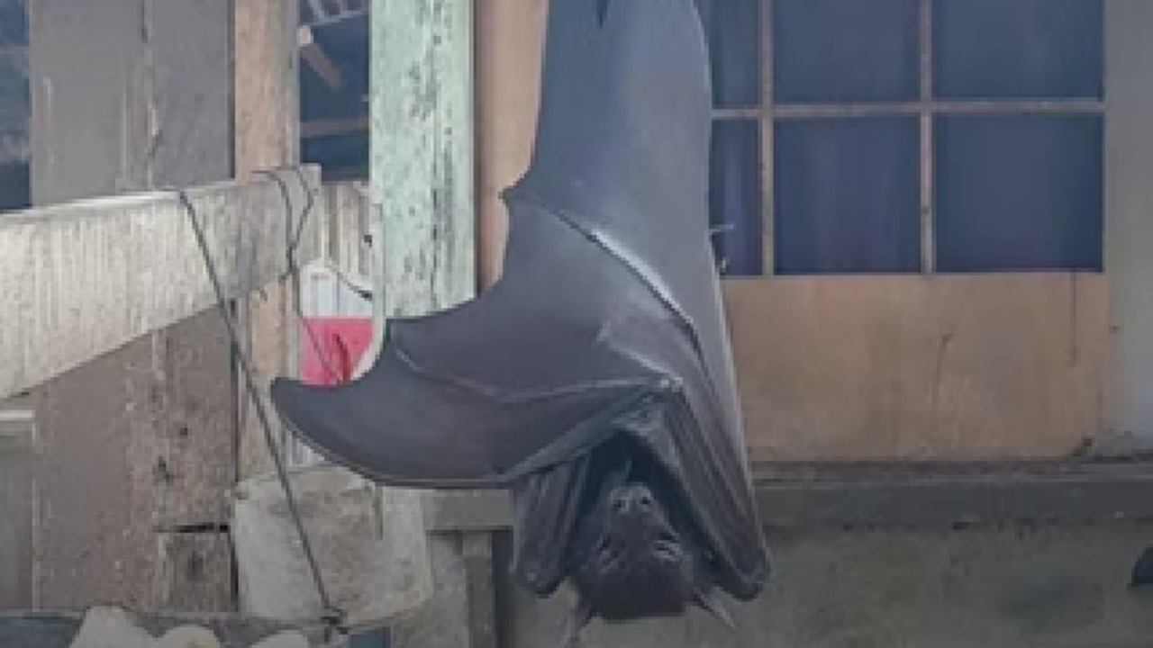 ಮನುಷ್ಯ ಗಾತ್ರದ ಬಾವಲಿ ನೋಡಿದ್ದೀರಾ?