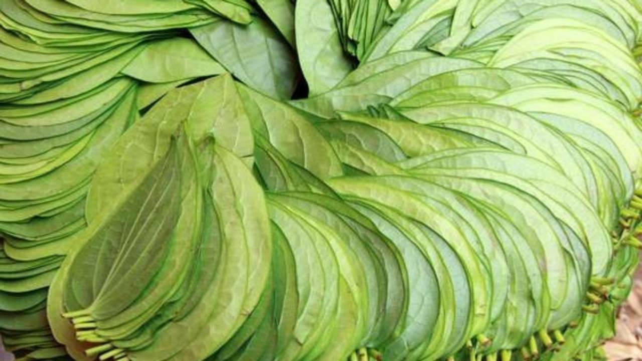 ಹಬ್ಬದ ಸನಿಹದಲ್ಲಿ ವೀಳ್ಯದೆಲೆ ಬೆಲೆ ಪಾತಾಳಕ್ಕೆ