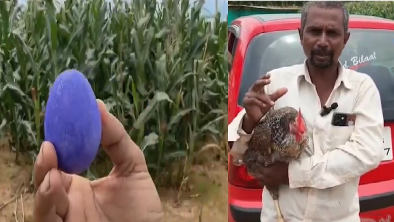 ನೀಲಿ ಮೊಟ್ಟೆಯಿಟ್ಟ ನಾಟಿ ಕೋಳಿ