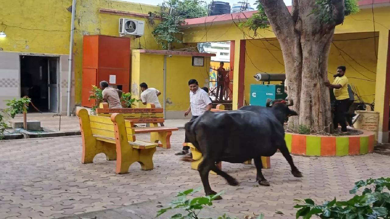 ಪುರಸಭೆಯ ಕಚೇರಿಗೆ ನುಗ್ಗಿದ ಎಮ್ಮೆ ಮಾಡಿದ್ದೇನು?