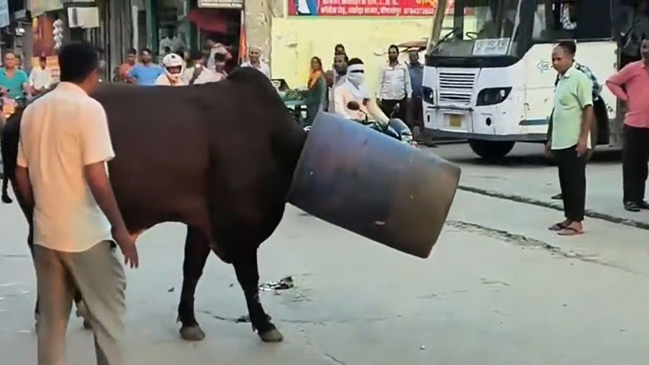 ತಲೆಯೊಳಗೆ ಡ್ರಮ್ ಸಿಲುಕಿ ಗೂಳಿಯ ಒದ್ದಾಟ