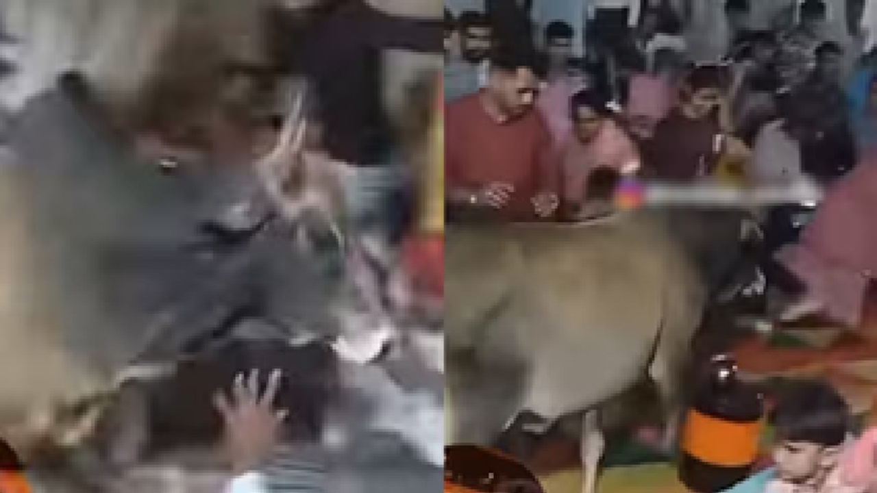 ಮದುವೆಯೊಂದಕ್ಕೆ ಬಂದ ಅನಿರೀಕ್ಷಿತ ಅತಿಥಿಯನ್ನು ಕಂಡು ಓಡಿದ ಜನ
