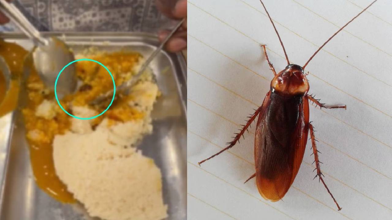 ಹೋಟೆಲ್ಗೆ ಬೀಗ ಹಾಕಿಸಿದ ಜಿರಳೆ! ಆಗಿದ್ದೇನು?