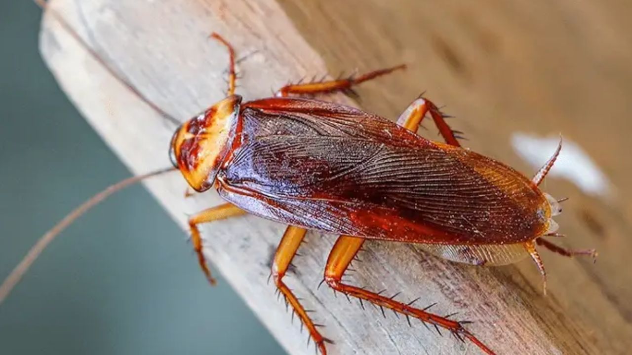 ಭೂಮಿಯ ಮೇಲೆ ಜಿರಳೆಗಳೇ ಇಲ್ಲದ ಸ್ಥಳ ಯಾವುದು ಗೊತ್ತೆ?
