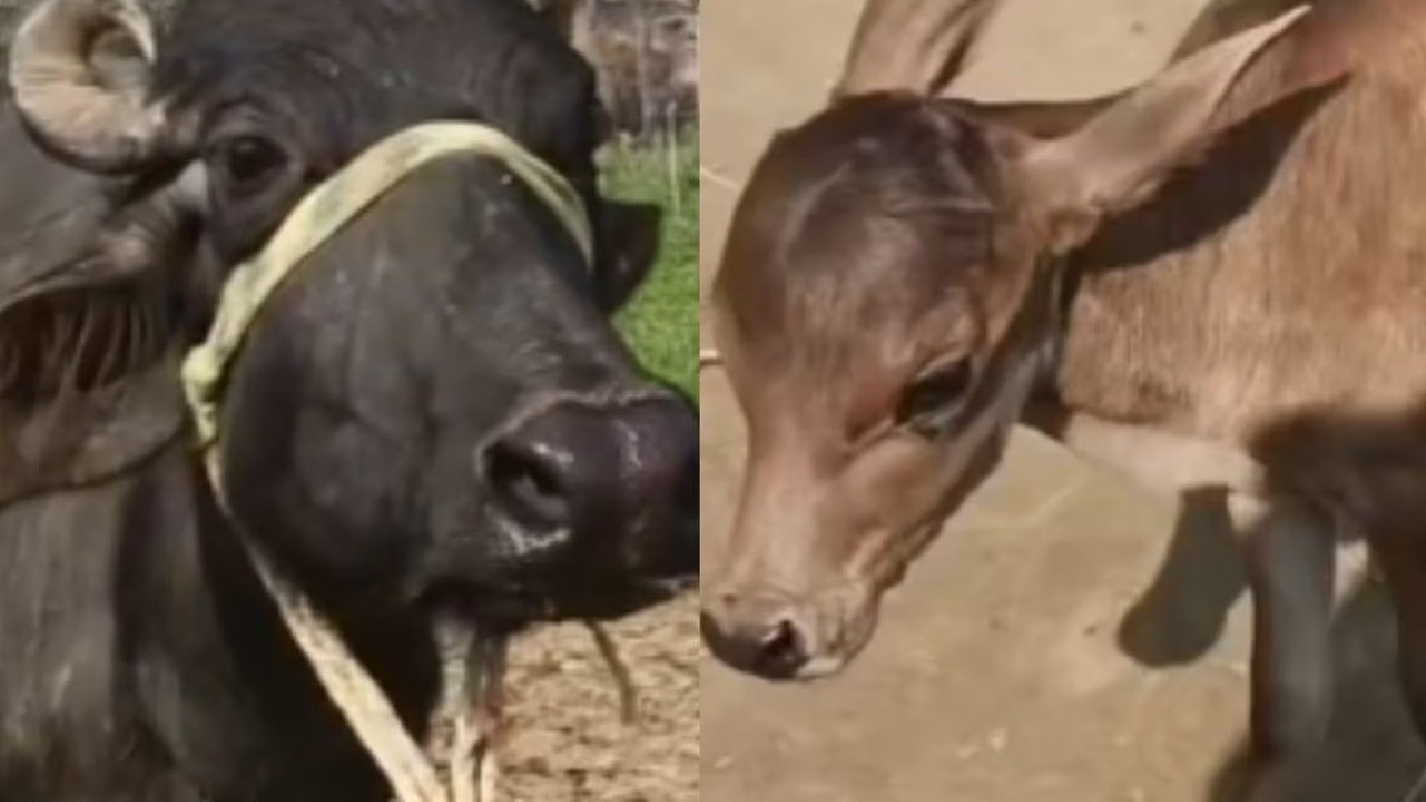 ಎಮ್ಮೆಯ ಹೊಟ್ಟೆಯಲ್ಲಿ ಹಸುವಿನ ಕರು; ಏನಿದು ಪವಾಡ?