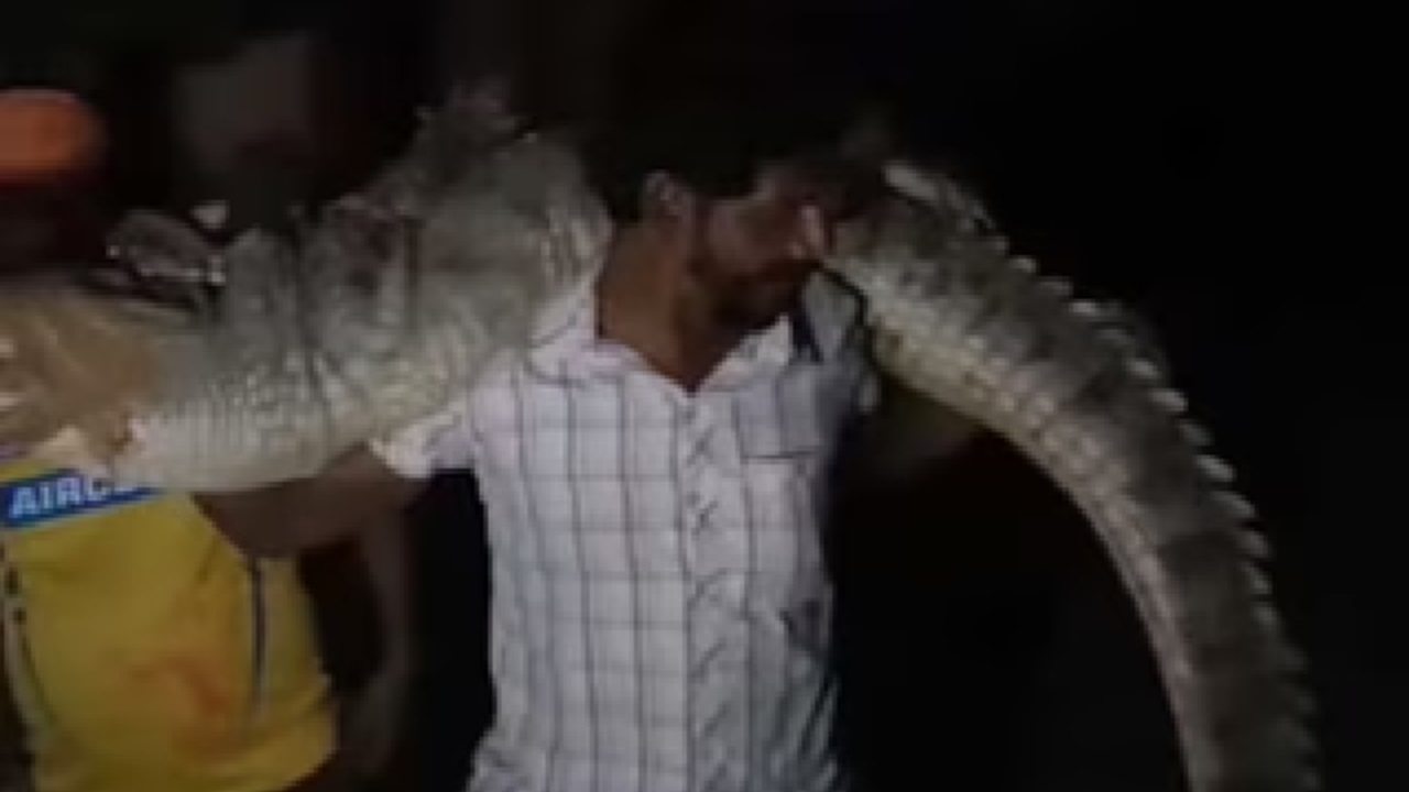 8 ಅಡಿ ಉದ್ದದ ಮೊಸಳೆಯನ್ನು ಹೆಗಲ ಮೇಲೆ ಹೊತ್ತು ಸಾಗಿದ ಭೂಪ!