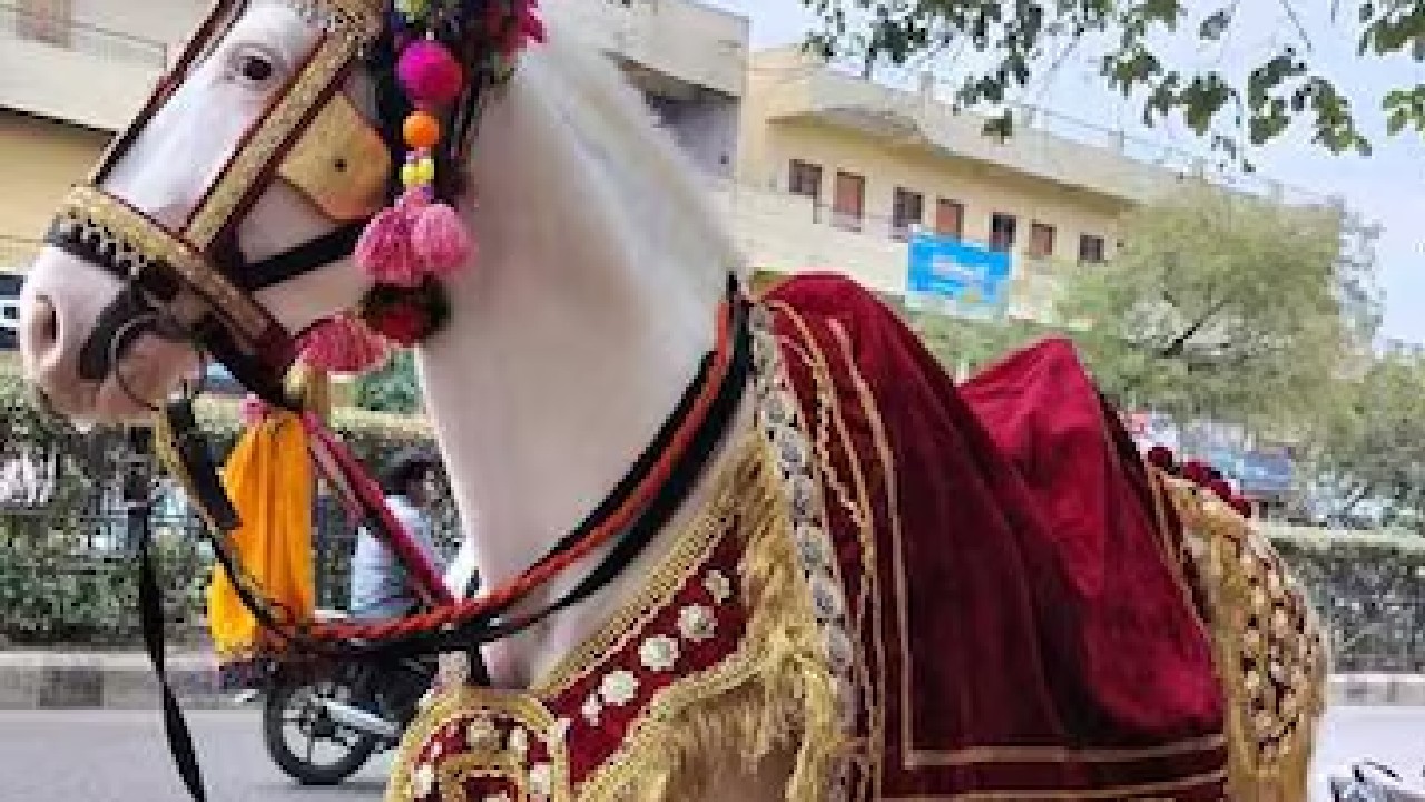 ಮದುವೆ ಮನೆಯಲ್ಲಿ ಘೋರ ಘಟನೆ; ಕುದುರೆ ಒದ್ದು ಬಾಲಕ ಸಾವು-ಬೆಚ್ಚಿ ಬೀಳಿಸುವ ವಿಡಿಯೊ ವೈರಲ್