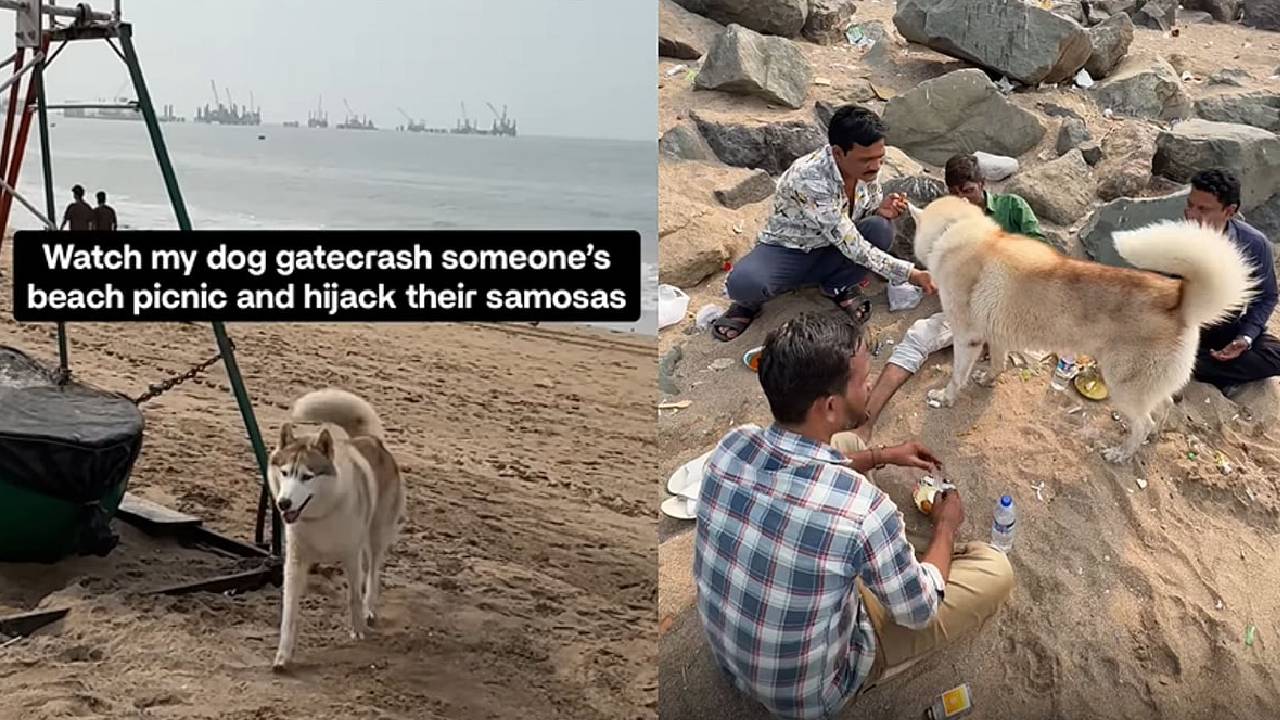 ಮುಂಬೈ ಬೀಚ್‌ನಲ್ಲಿ ಸಮೋಸಾವನ್ನು ಆನಂದಿಸಿದ ಹಸ್ಕಿ ನಾಯಿ