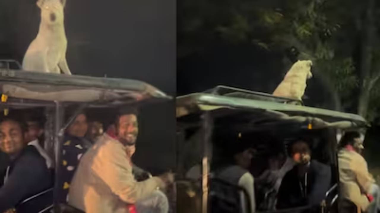 ಚಲಿಸುವ ರಿಕ್ಷಾದ ಮೇಲೆ ಶಾಂತವಾಗಿ ಕುಳಿತ ನಾಯಿ: ವಿಡಿಯೊ ವೈರಲ್!