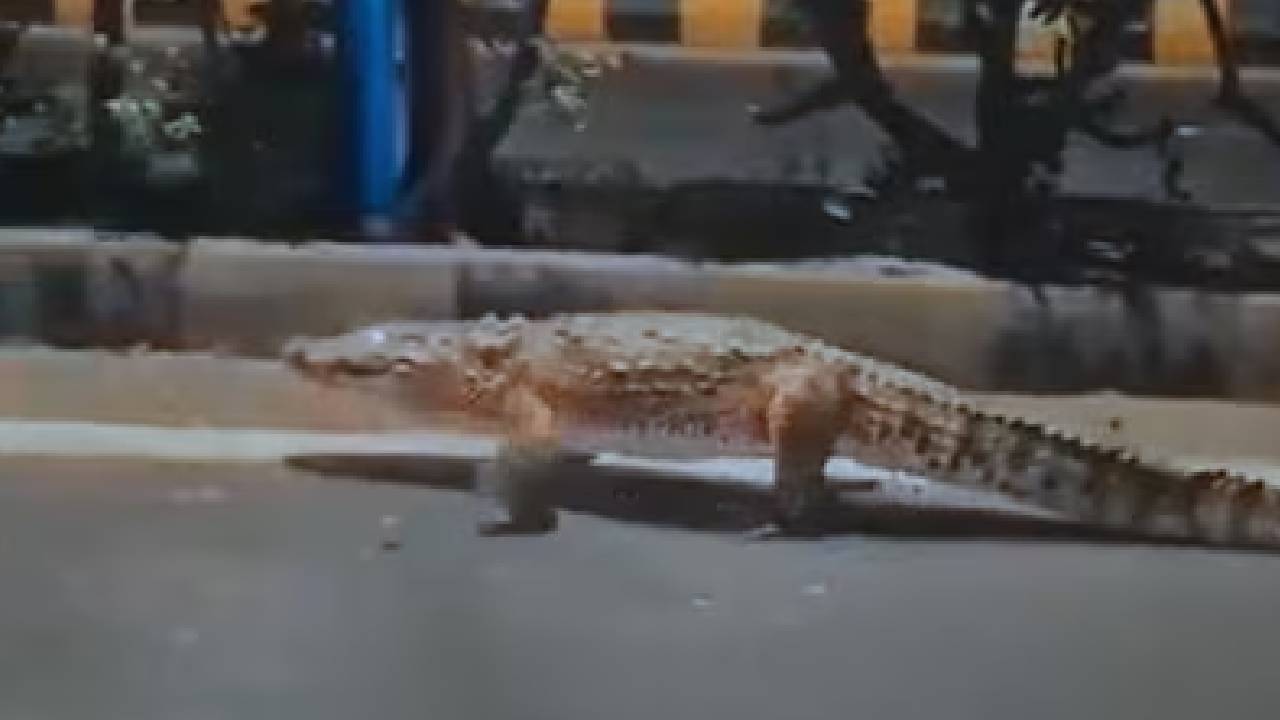 ವಡೋದರಾದಲ್ಲಿ 10 ಅಡಿ ಉದ್ದದ ದೈತ್ಯ ಮೊಸಳೆ: ವಿಡಿಯೊ ನೋಡಿ