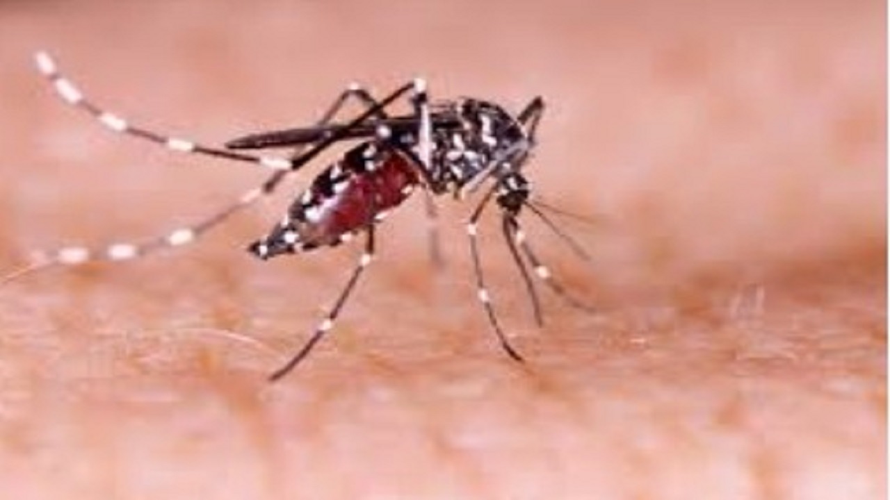 ಬೆಂಗಳೂರಲ್ಲಿ ಡೆಂಘೀ ಗಣನೀಯ ಇಳಿಕೆ