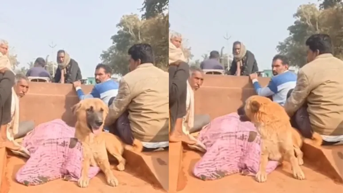 ಮಾಲಕನ ಮೃತದೇಹ ಪಕ್ಕವೇ ಕಾದು ಕುಳಿತ ಶ್ವಾನ