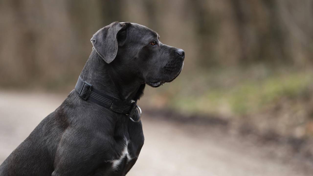 ಬೋಂಡಿ ಬೀಚ್ ದಾಳಿಯಲ್ಲಿ ಮಾಲಕನನ್ನೇ  ಕಳೆದುಕೊಂಡ ನಾಯಿ!