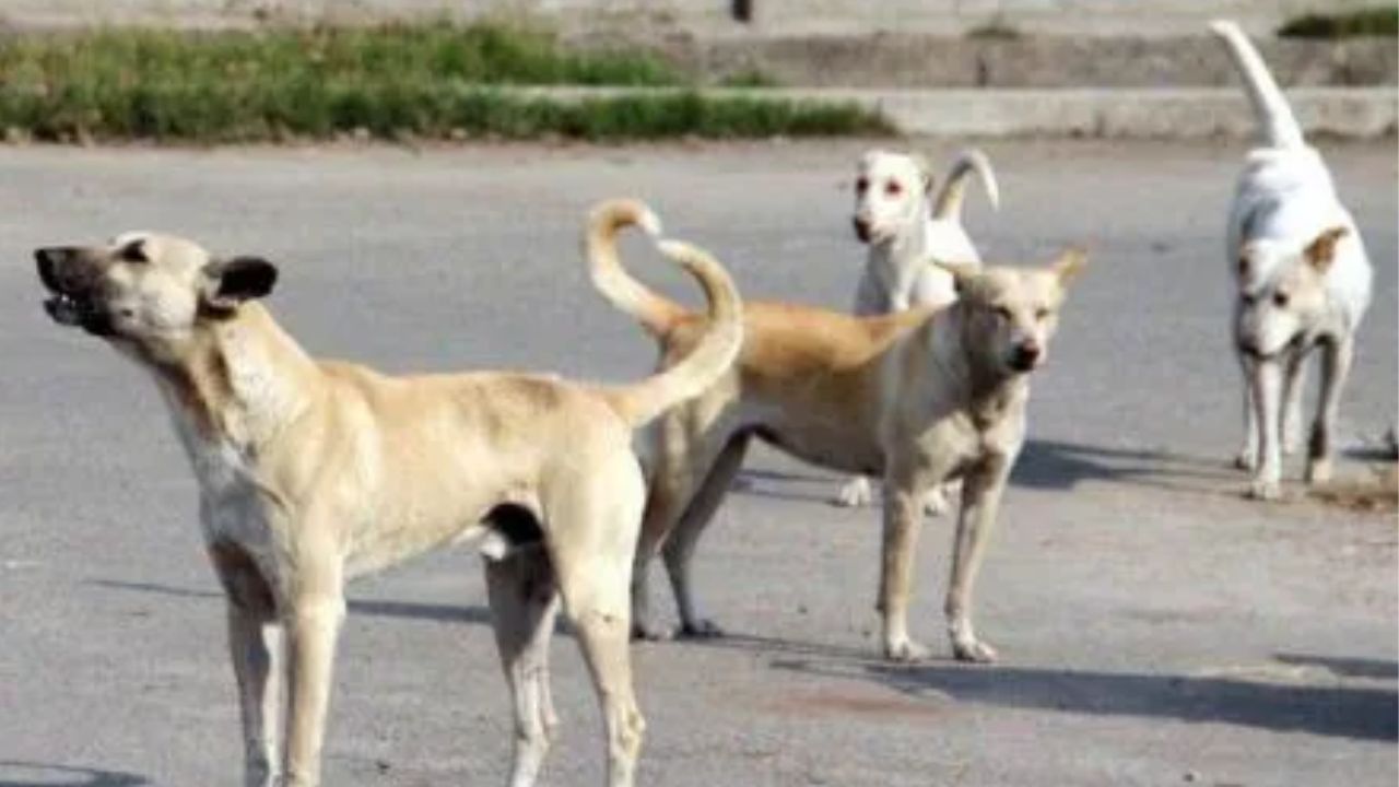 ಶಾಲಾ ಆವರಣದಲ್ಲೇ ಮಗುವಿನ ಮೇಲೆ ಬೀದಿ ನಾಯಿಗಳ ದಾಳಿ