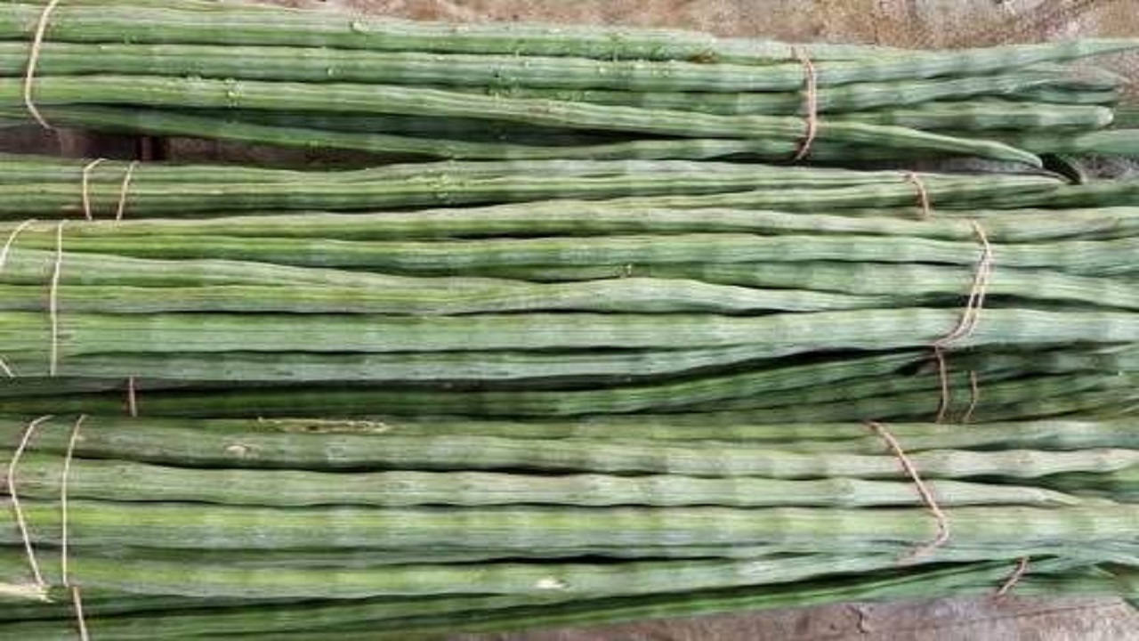 ನುಗ್ಗೆಕಾಯಿ ಕೆ.ಜಿ ಗೆ 500 ರು.