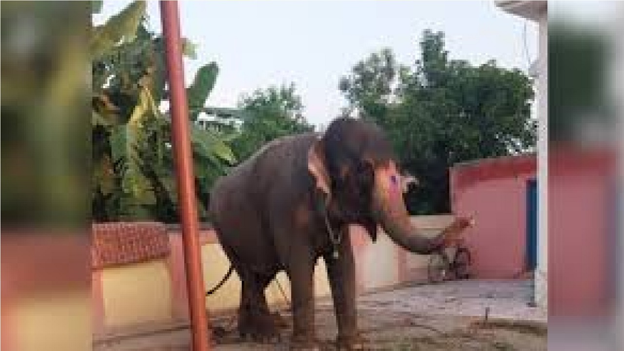 ಆನೆಯನ್ನೇ ಕದ್ದ ಮಾವುತ... ತನಿಖೆ ವೇಳೆ ಬಯಲಾಯ್ತು ಶಾಕಿಂಗ್‌ ಸಂಗತಿ!
