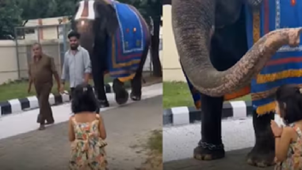 ಪುಟ್ಟ ಬಾಲಕಿಗೆ ಸೊಂಡಿಲೆತ್ತಿ ಆಶೀರ್ವದಿಸಿದ ಆನೆ; ವಿಡಿಯೊ ನೋಡಿ