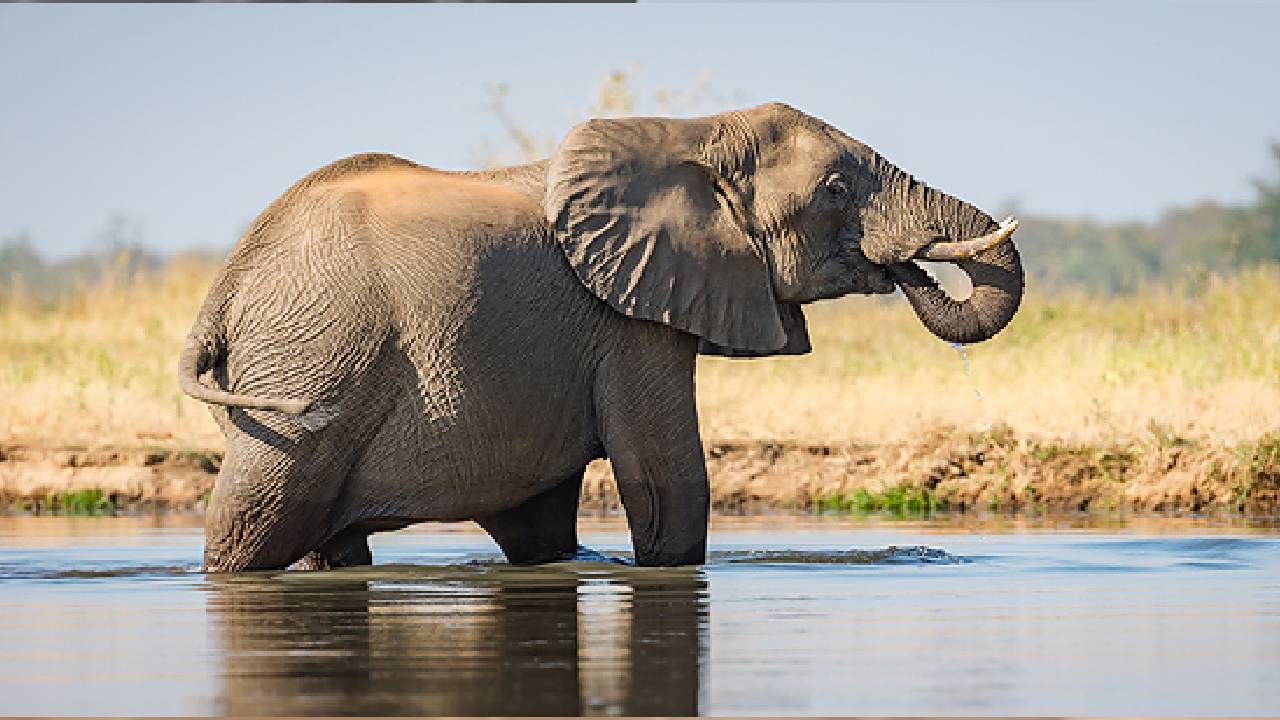 ಆನೆಯ ಬೆನ್ನೇರಿ ಪ್ರವಾಹದಿಂದ ಪಾರಾದ ಹುಲಿ: ವಿಡಿಯೊ ಇಲ್ಲಿದೆ!