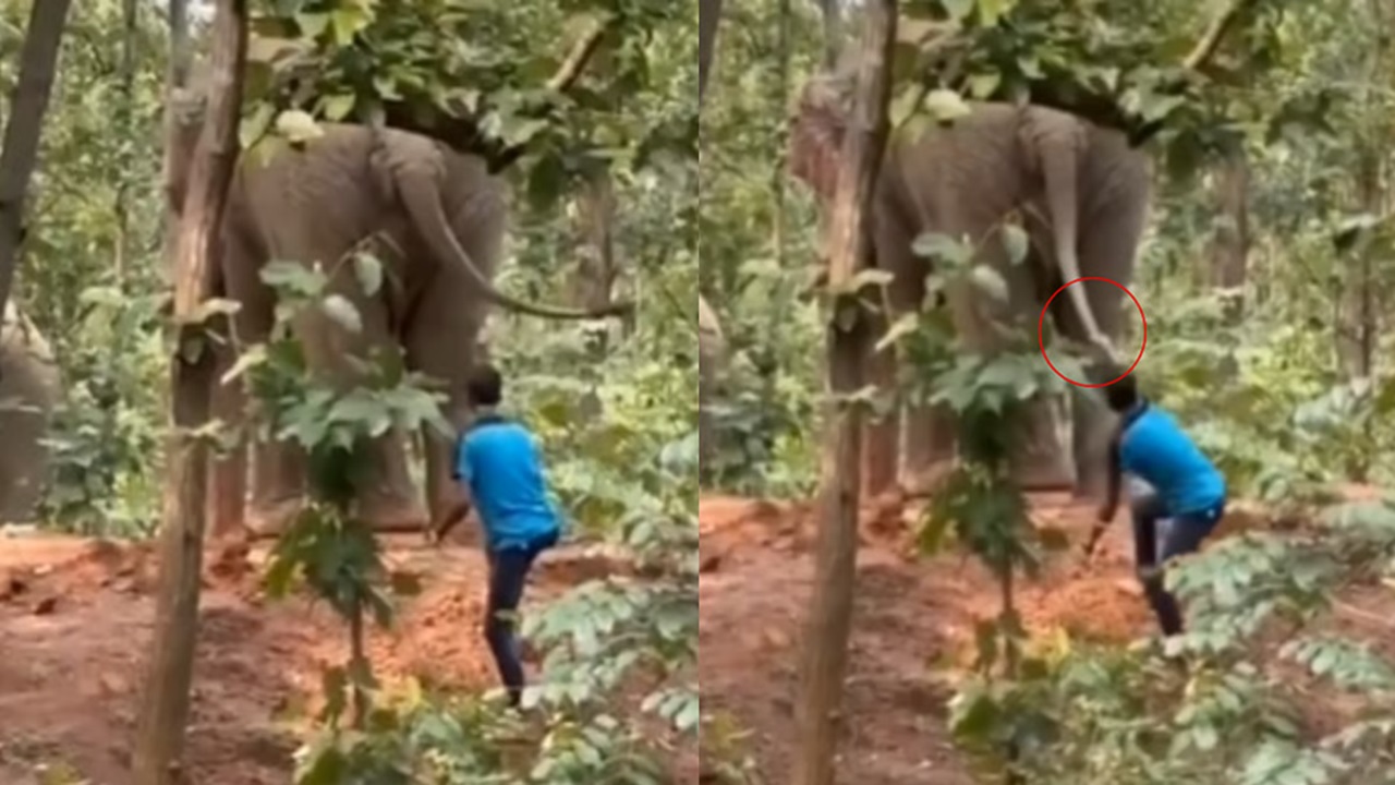 ಮೋಜಿಗಾಗಿ ಆನೆ ಬಾಲ ಎಳೆದು, ಕಲ್ಲೆಸೆದ ಜನ