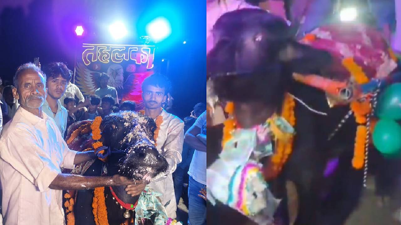 ಎರಡು ಲಕ್ಷ ಹಣ ವ್ಯಯಿಸಿ ಎಮ್ಮೆಯ ಬರ್ತ್‌ಡೇ ಆಚರಿಸಿದ ಮಾಲೀಕ