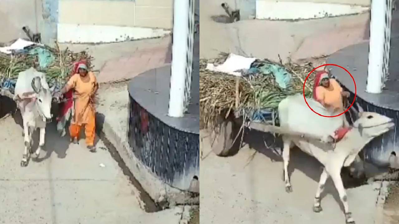 ಎತ್ತಿನ ಗಾಡಿ ಜತೆ ಪ್ರಯಾಣಿಸುತ್ತಿದ್ದ ಮಹಿಳೆ ಚಕ್ರಕ್ಕೆ ಸಿಲುಕಿ ಸಾವು