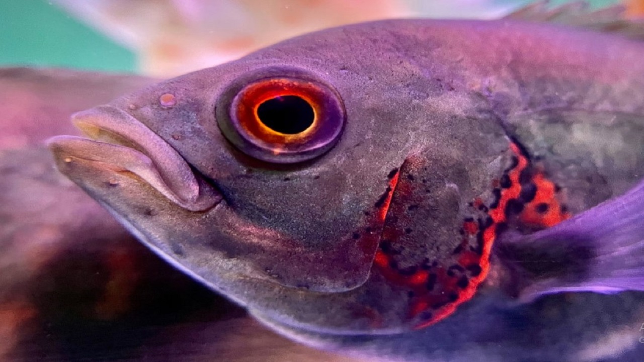 Dr N Someshwara Column: ಹುಟ್ಟು, ಸಾವು ಮತ್ತು ಚಿರಂಜೀವತ್ವ !