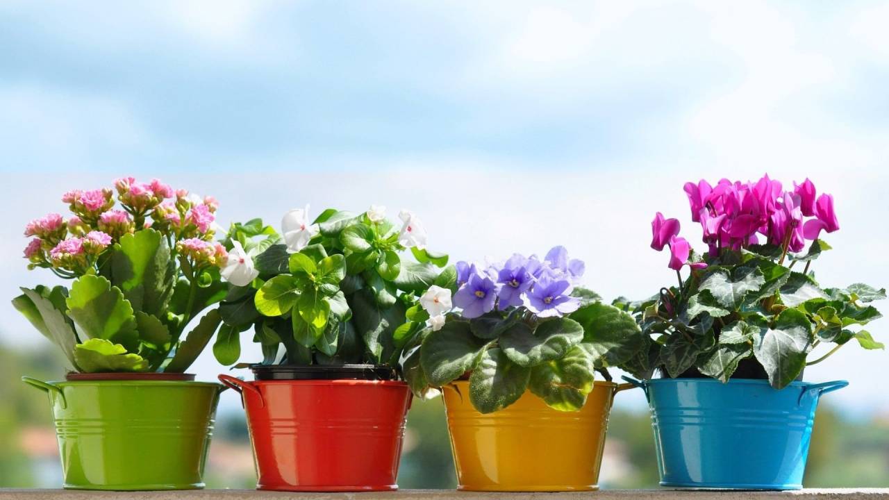 ಪ್ರಧಾನಿ ಸ್ವಾಗತಿಸಲು ಅಳವಡಿಸಿದ್ದ ಹೂಕುಂಡ ಕದ್ದೊಯ್ದ ಜನ