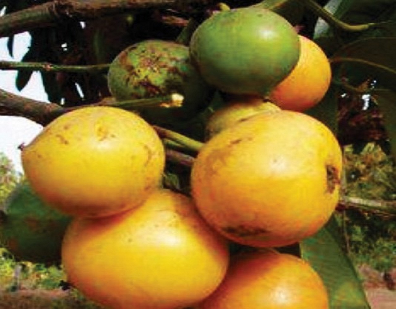 ಬಹೂಪಯೋಗಿ ಜಾರಿಗೆ ಹಣ್ಣು