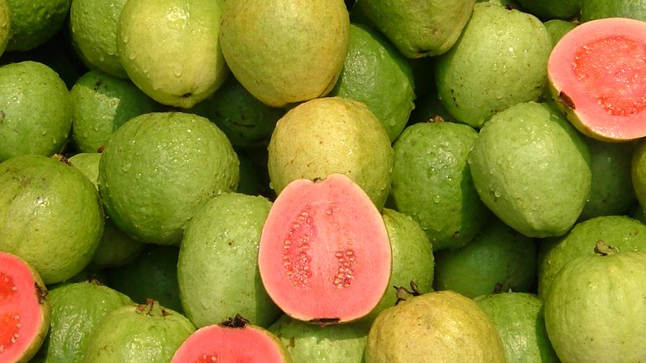 ಪೇರಳೆಯಲ್ಲಿ ಹೇರಳವಾಗಿದೆ ‘ಸಿ' ವಿಟಮಿನ್