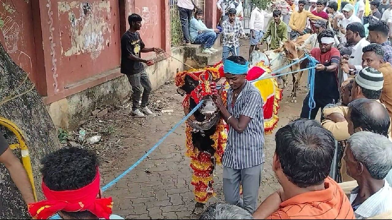 ದೀಪಾವಳಿ ಹಬ್ಬದ ನಡುವೆ ದುರಂತ, ಕೊಬ್ಬರಿ ಹೋರಿ ತಿವಿತಕ್ಕೆ ಮೂವರು ಬಲಿ