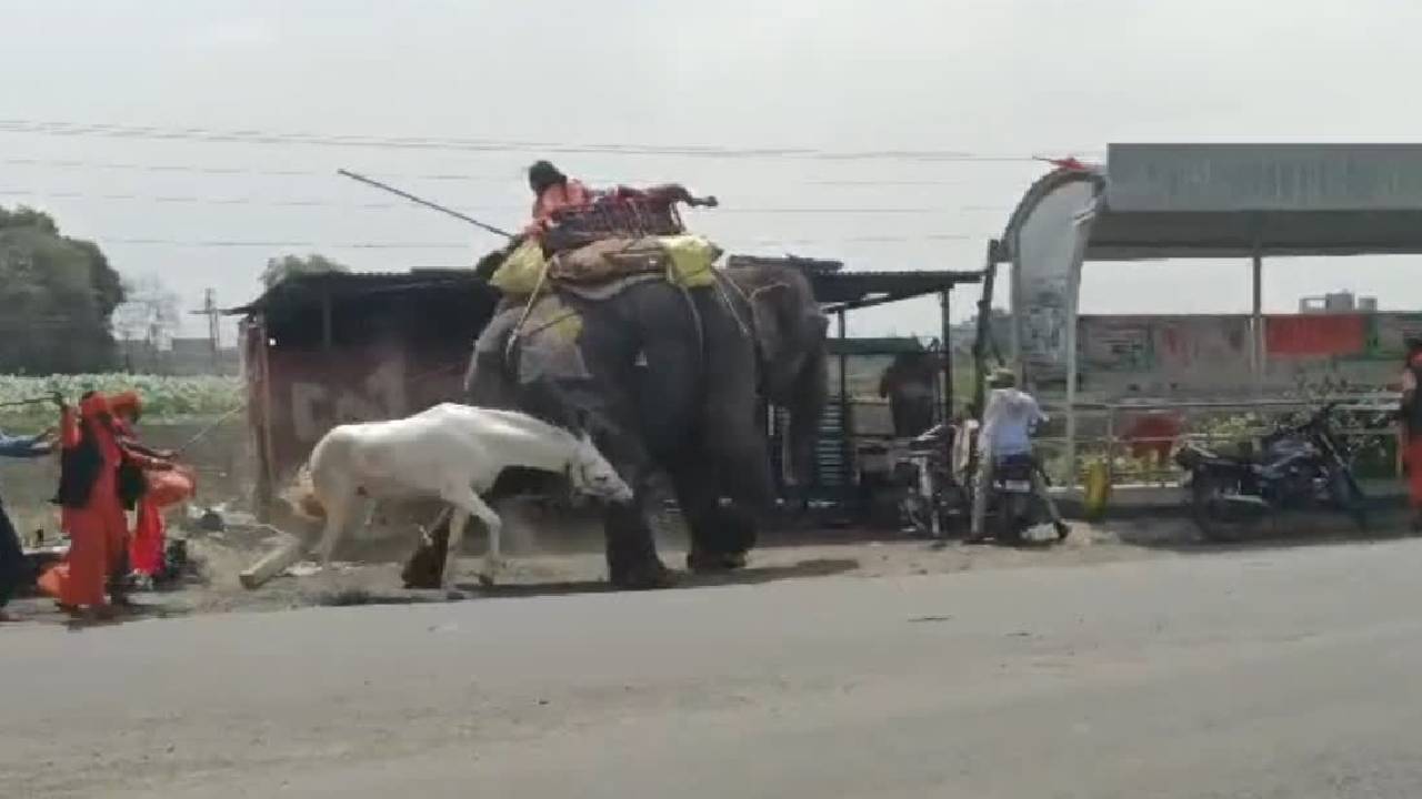 ಆನೆಯ ಮೇಲೆ ಕುದುರೆಗ್ಯಾಕೆ ಈ ಪರಿ ಸಿಟ್ಟು? ವಿಡಿಯೊ ನೋಡಿ