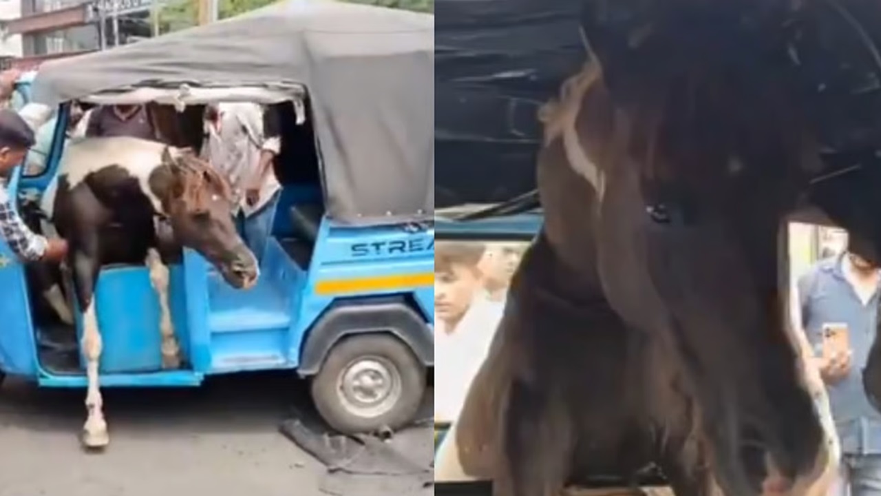 Viral Video: ಆಟೋರಿಕ್ಷಾದೊಳಗೆ ನುಗ್ಗಿದ ಕುದುರೆ- ಸಾಮಾಜಿಕ ಮಾಧ್ಯಮದಲ್ಲಿ ವೈರಲ್ ಆಯ್ತು ಈ ವಿಡಿಯೊ