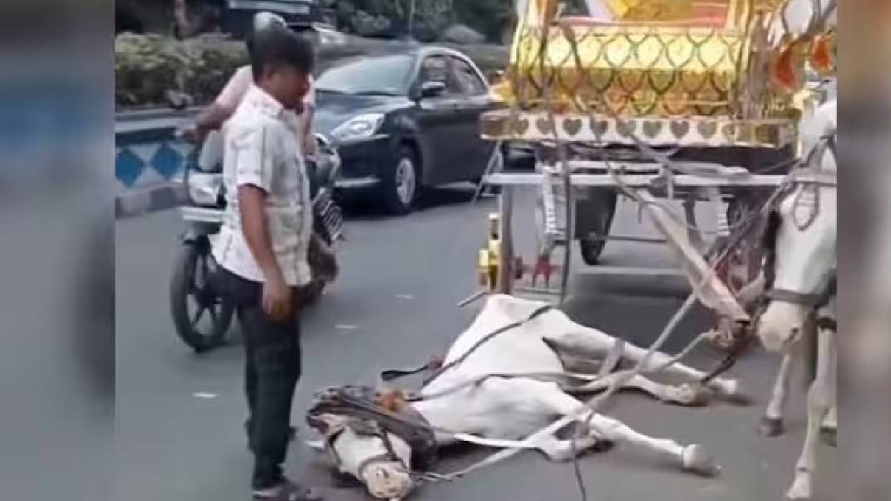 ಬಿಸಿಲಿನ ತಾಪಕ್ಕೆ ಕುಸಿದು ಬಿದ್ದ ಕುದುರೆ; ಕೊನೆಗೆ ಆಗಿದ್ದೇನು?