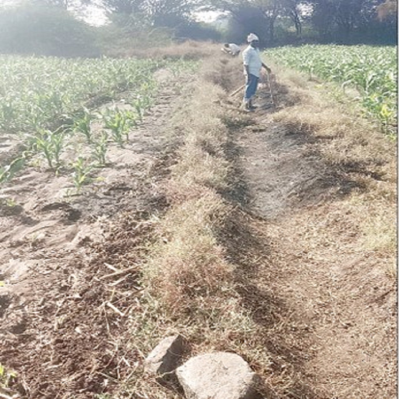 ಕಾಲುವೆಗಳಲ್ಲಿ ತುಂಬಿದ ಹೂಳು, ಕೇಳುವವರಿಲ್ಲ ರೈತರ ಗೋಳು