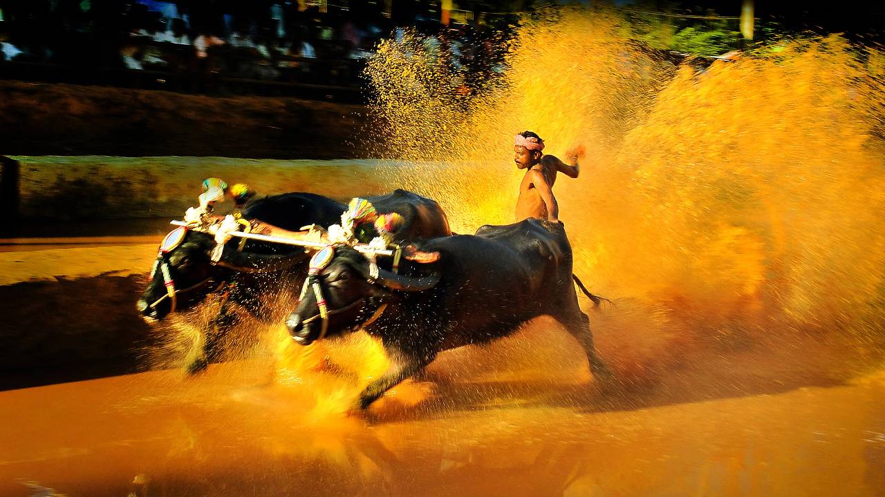 ಕಂಬಳ ಕ್ರೀಡೆಗೆ ರಾಜ್ಯದ ಅಧಿಕೃತ ಮಾನ್ಯತೆ, ಅಸೋಸಿಯೇಷನ್ ಸ್ಥಾಪನೆ