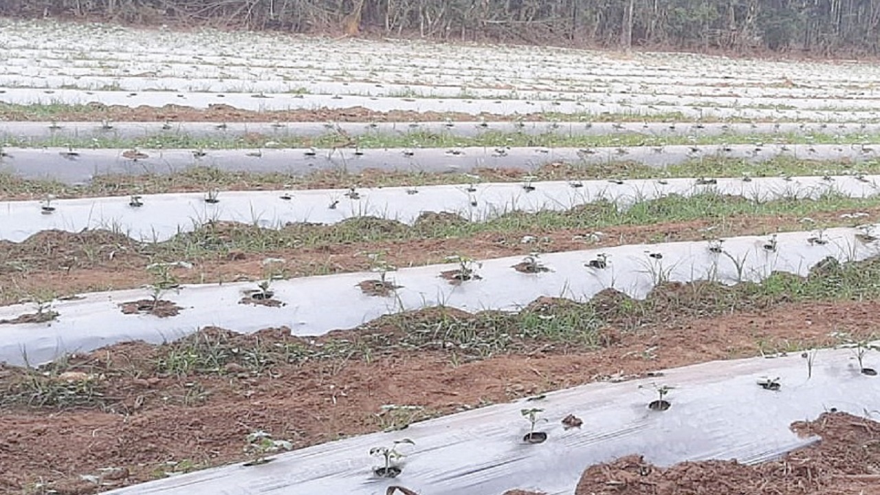 ಶಿರಸಿ ಜಾತ್ರೆಗೆ ದಾಳಿ ಇಡಲಿದೆ ಕಲ್ಲಂಗಡಿ ಹಣ್ಣಿನ ರಾಶಿ