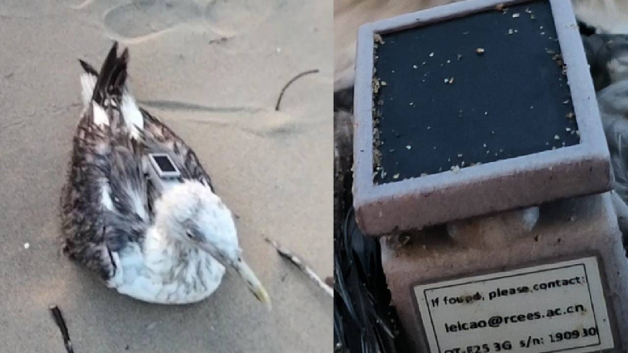 GPS tracker: ನೌಕಾನೆಲೆ ಬಳಿ ವಲಸೆ ಬಂದ ಹಕ್ಕಿಯಲ್ಲಿ ಜಿಪಿಎಸ್‌ ಟ್ರ್ಯಾಕರ್‌ ಪತ್ತೆ! ಚೀನಾದ ಗೂಢಚರ್ಯೆ?