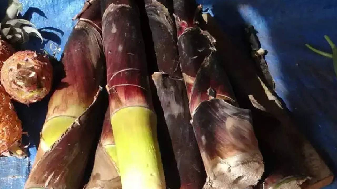 ಕಳಲೆ ಸೇವನೆಯಿಂದ ಆರೋಗ್ಯಕ್ಕೇನು ಲಾಭ?