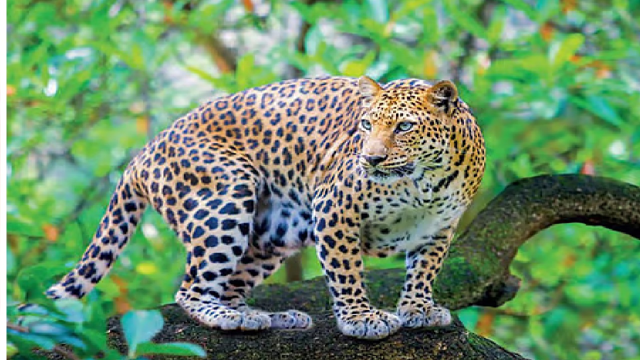 ಚಿರತೆ ದಾಳಿಯಿಂದ ಸಹೋದರ ಸಾವು; ಮೃತ ದೇಹಕ್ಕೆ ರಾಖಿ ಕಟ್ಟಿದ ಸಹೋದರಿ,