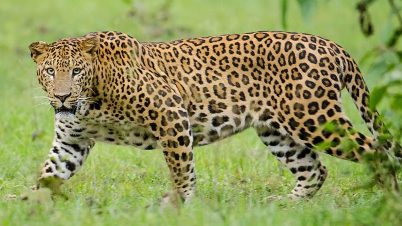 ನಂಜನಗೂಡು ಬಳಿ ಬೈಕ್‌ನಲ್ಲಿ ತೆರಳುತ್ತಿದ್ದ ದಂಪತಿ, ಮಗು ಮೇಲೆ ಚಿರತೆ ದಾಳಿ