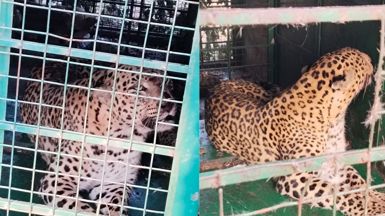 ಕೊರಟಗೆರೆಯಲ್ಲಿ ಬೋನಿಗೆ ಬಿದ್ದ ಚಿರತೆ; ನಿಟ್ಟುಸಿರು ಬಿಟ್ಟ ಜನ