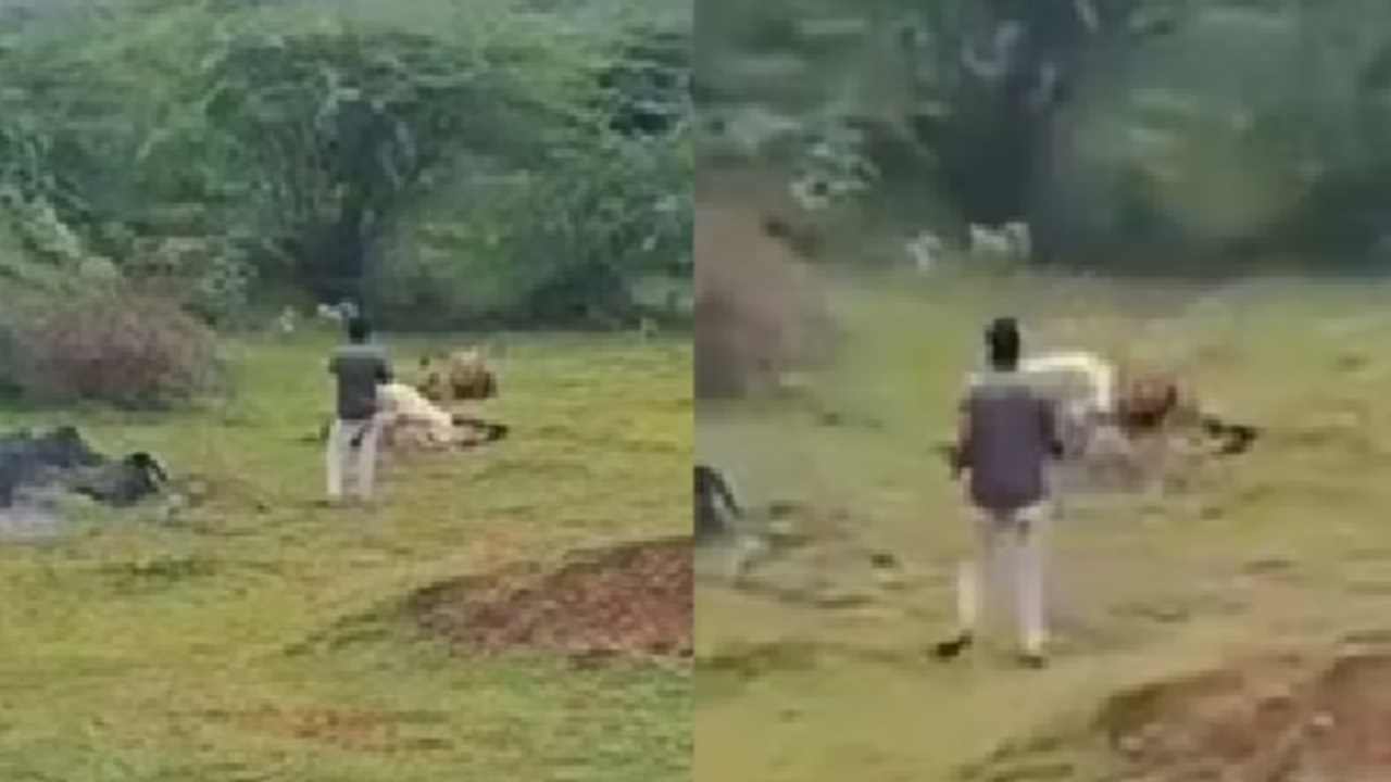ಅಬ್ಬಾ...ಸಿಂಹಕ್ಕೆ ಫುಲ್ ಮೀಲ್ಸ್ ಆಗ್ತಿದ್ನಲ್ಲಾ ಈ ಭೂಪ!