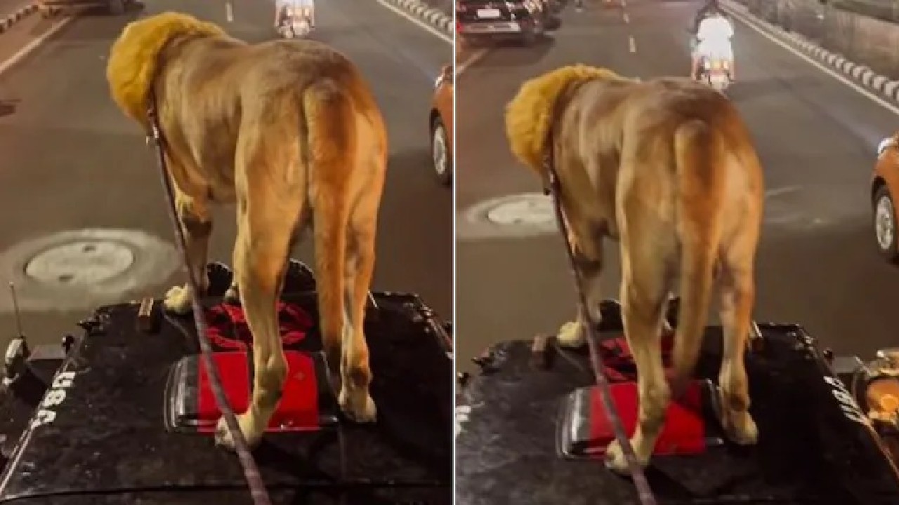 ಜೀಪಿನ ಮೇಲಿದ್ದ ಸಿಂಹ ನೋಡಿ ಜನ ಹೇಳಿದ್ದೇನು?