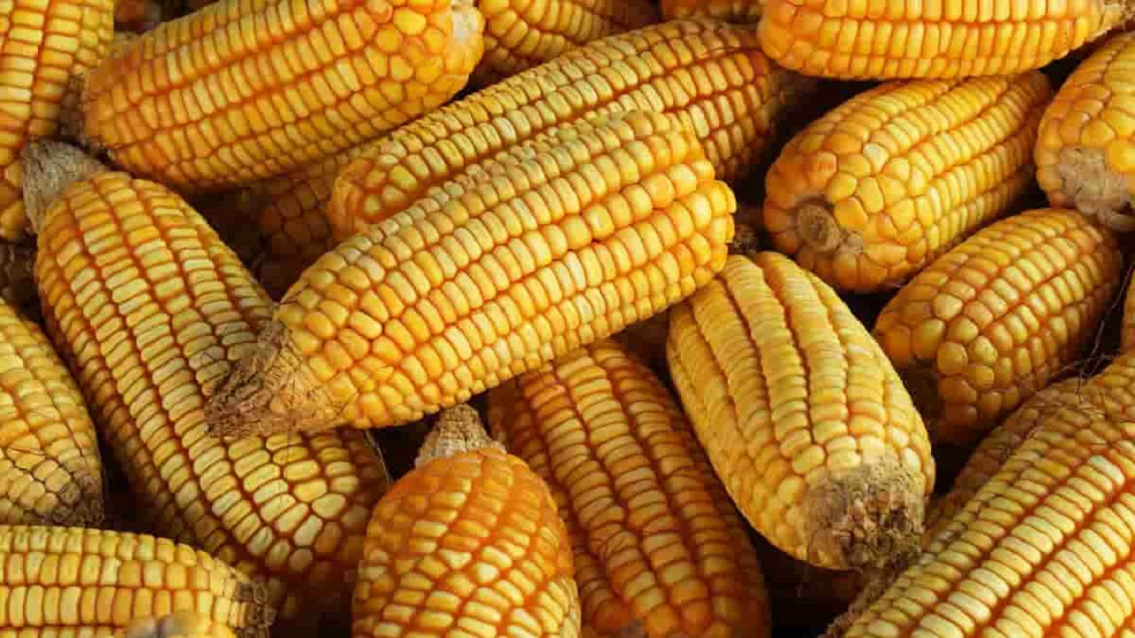 ಭಾರೀ ಮಳೆಗೆ ಮೆಕ್ಕೆಜೋಳ ಶೇ, 40 ಇಳುವರಿ ಕುಸಿತ