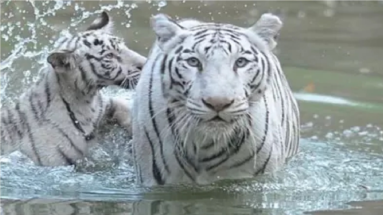 International Tiger Day: ಪ್ರತಿ ಭಾನುವಾರ ಉಪವಾಸ ಮಾಡಿದ್ದ ಹುಲಿ ಯಾವುದು ಗೊತ್ತೇ? - Image 5