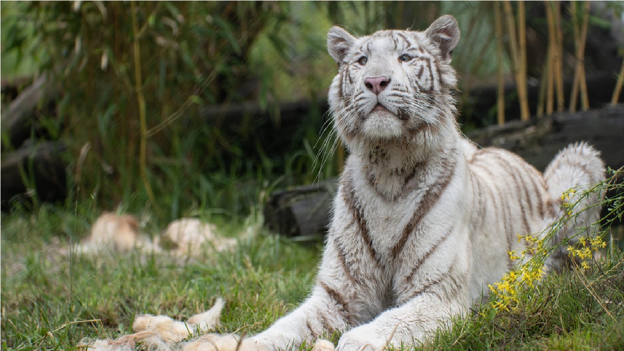 International Tiger Day: ಪ್ರತಿ ಭಾನುವಾರ ಉಪವಾಸ ಮಾಡಿದ್ದ ಹುಲಿ ಯಾವುದು ಗೊತ್ತೇ? - Image 2