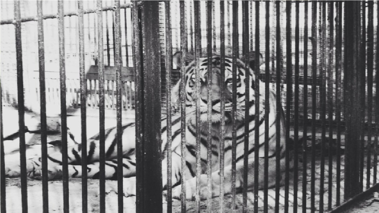 International Tiger Day: ಪ್ರತಿ ಭಾನುವಾರ ಉಪವಾಸ ಮಾಡಿದ್ದ ಹುಲಿ ಯಾವುದು ಗೊತ್ತೇ? - Image 1