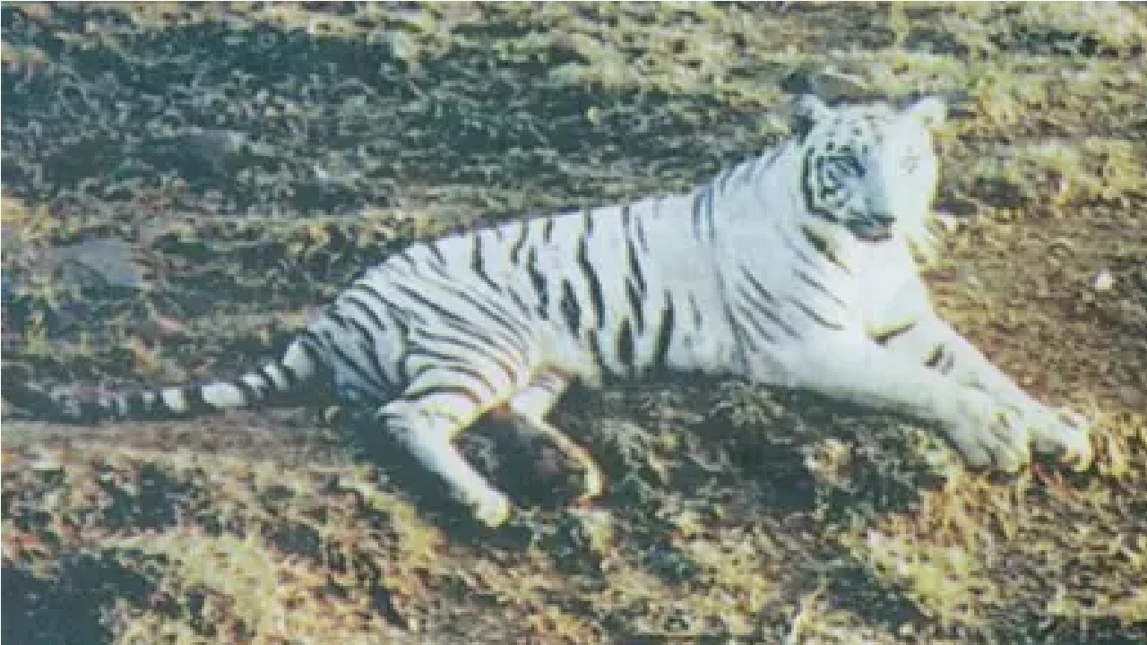 International Tiger Day: ಪ್ರತಿ ಭಾನುವಾರ ಉಪವಾಸ ಮಾಡಿದ್ದ ಹುಲಿ ಯಾವುದು ಗೊತ್ತೇ? - Image 7
